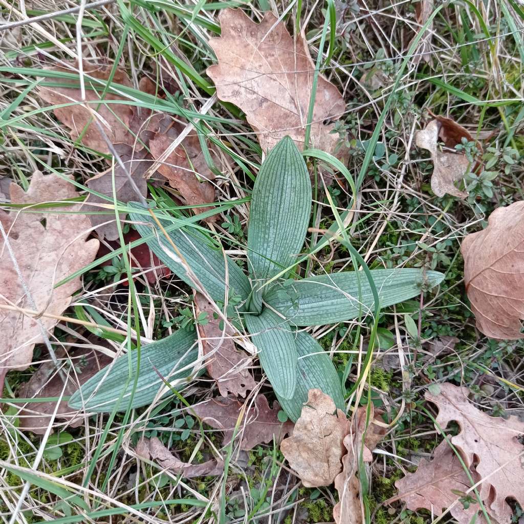 ophrys da identifcare